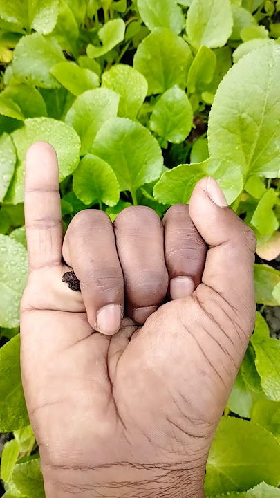 Asian beetles you've never seen😱😱😱#anyuniqueanimals#beetle#insects#beautifulinsects#nature#P4312