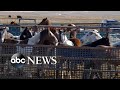 Wild horses rounded up by helicopter in program sparking controversy