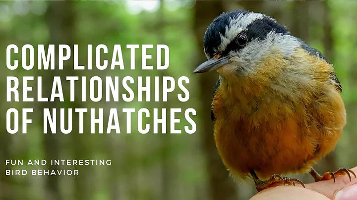 Discover the Intricate Love Life of Hatch the Nuthatch