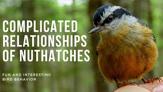 Surprisingly Complicated Relationships of Nuthatches | Fun and Interesting Nuthatch Behavior