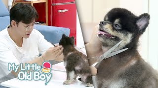 Does Tae Sung cut the dog's hair himself? [My Little Old Boy Ep 196]