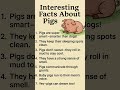 pig