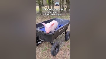 This video will change your perception of pigs