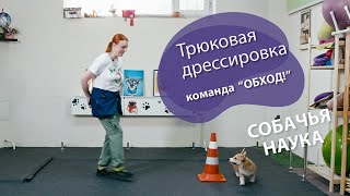 Дрессировка щенка: Команда 'Обход!' by СОБАЧЬЯ НАУКА 11,358 views 10 months ago 20 minutes