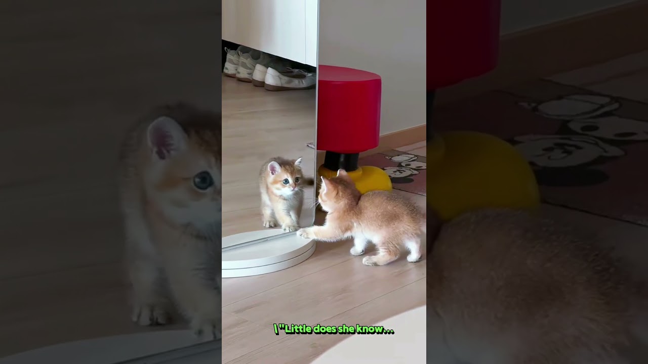 kitten playing with its shadow