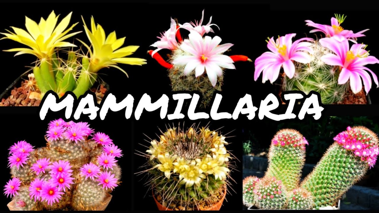 30 ESPÉCIES DE CACTOS DO GÊNERO MAMMILLARIA PARA IDENTIFICAÇÃO | CACTUS TV
