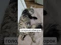 #кот #котик #котики #мем #прикол #ржака #смех #юмор #мяу #кошка #животные #еда #cat #funny #приколы