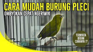 CARA PLECI CEPAT NGRIWIK !