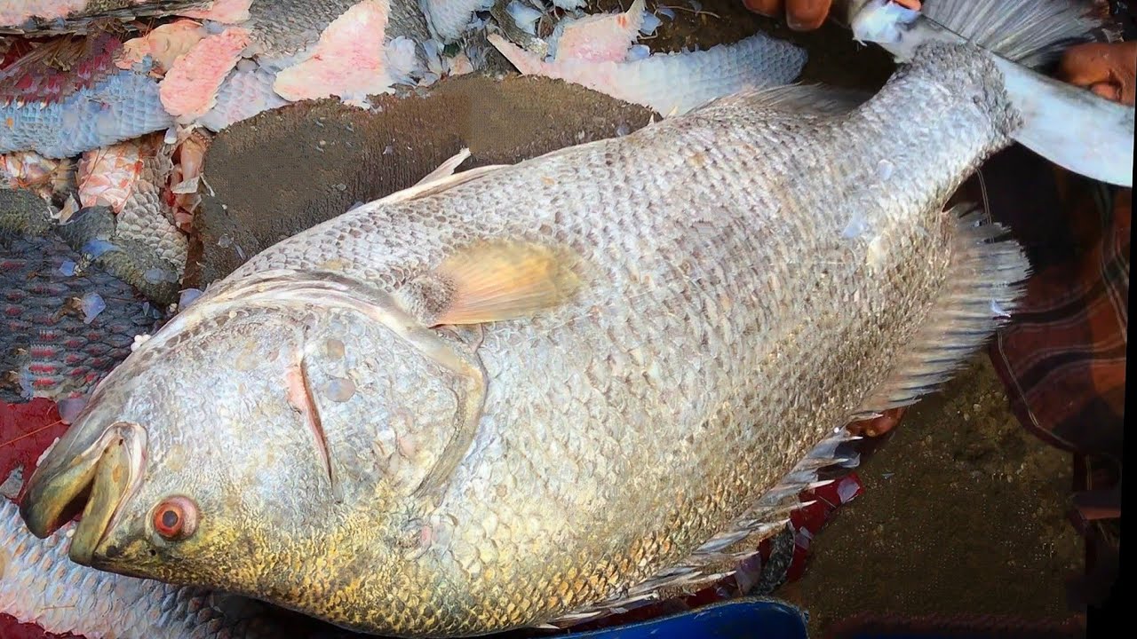 Amazing Big Tripletail Fish Cutting & Chopping Into Pieces By ...