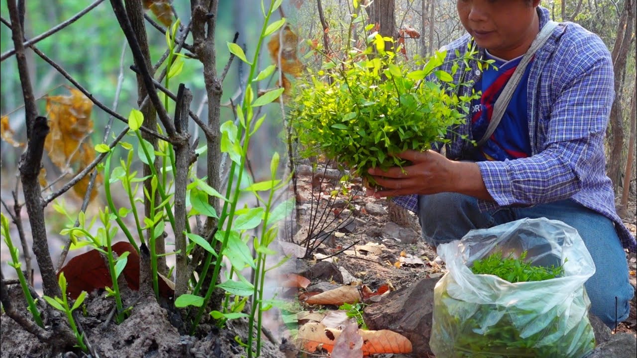 ผักหวานเยอะจริงๆป่านี้ไม่มีคนเข้า แตกยอดอ่อนเต็มต้นกำลังงามๆหมานสุดๆ