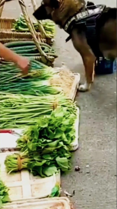 anjing belanja ke pasar lucu banget#anjing #viral #shortvideo