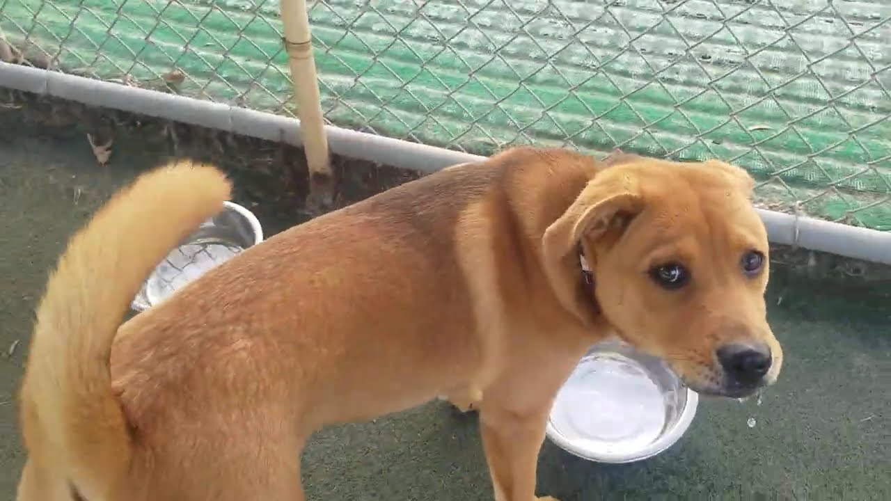 Playtime at Dogs On The Farm & Cats Too!
