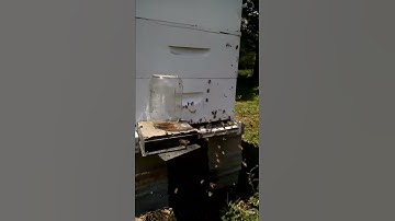 Happy full hive getting ready to swarm