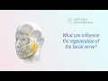 What can influence the regeneration of the facial nerve? - Bell's Palsy Knowledge Base