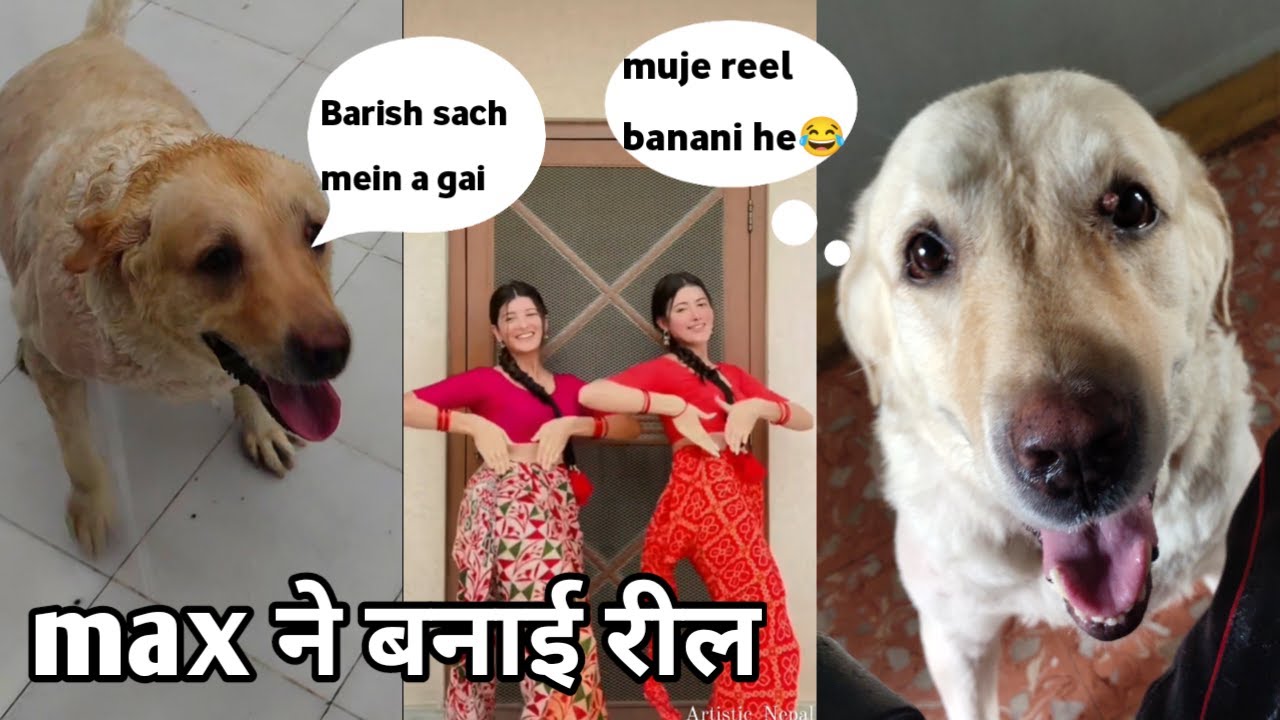 Max ने बनाई viral girl wali reel labrador dog funny video dog can
