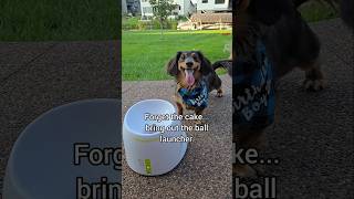 Forget the cake.. THROW IT.  🤣 #dachshund #birthday #ballislife