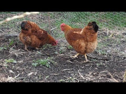 Farm update #26 April - YouTube
