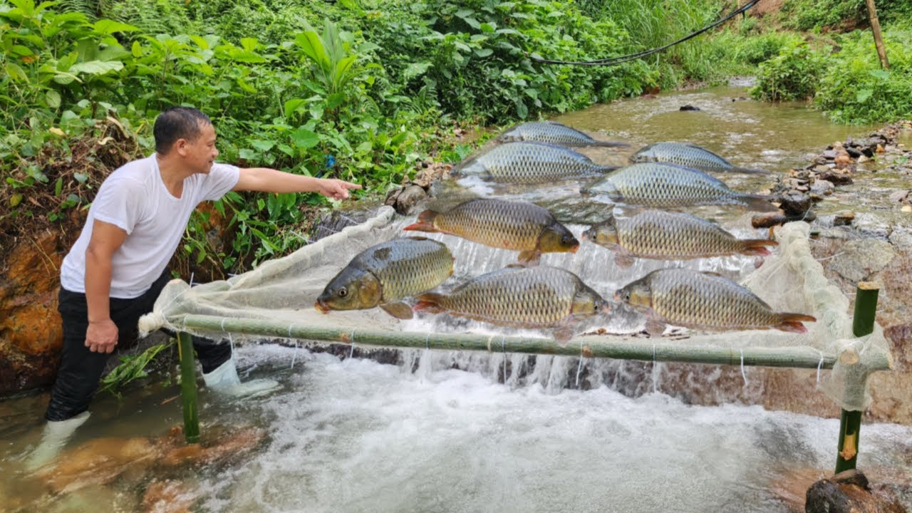 Full video of 31 days of making fish traps using primitive methods. And caught a lot of big fish