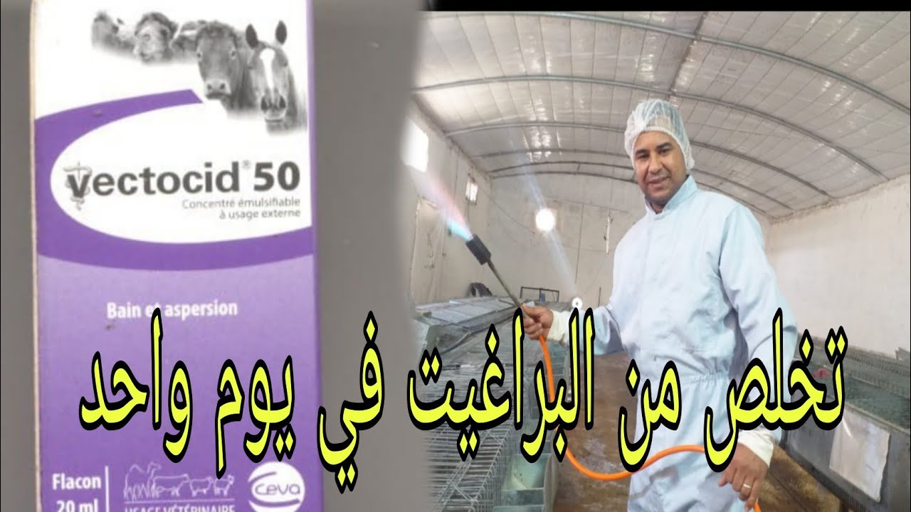 فضل البادية :  تخلص من البراغيث نهائيًا  في يوم واحد#_فضل #_البادية#_إنتاج #_rabit#