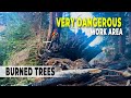 66. Burnt Forest | Hazards Everywhere