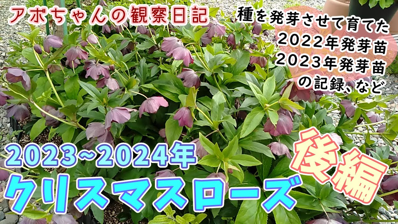 2023-2024 Christmas Rose Part 2 - YouTube