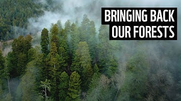 Just Imagine: Trees Returning | David Attenborough: A Life On Our Planet