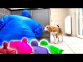 Funny Beagles Vs Crazy Funny Chub Suits