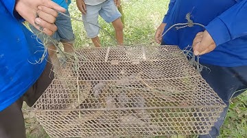 Bắt cả rọng rắn với chuột trên đám lúa này | hunting - cdmt 925