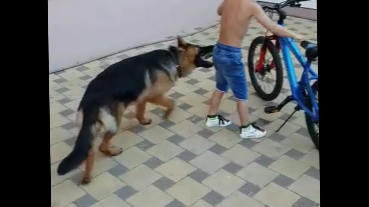 собака на языке жестов