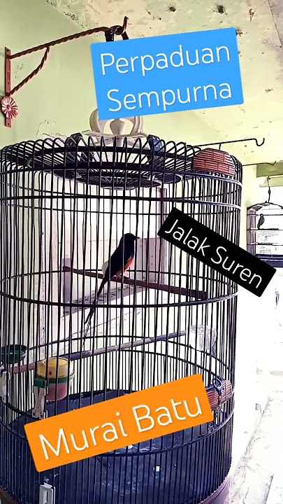 [asmr] Jalak Suren Gacor Murai Batu Gacor, Jalak Suren Muda Cepat Gacor #shorts #asmr #muraibatu