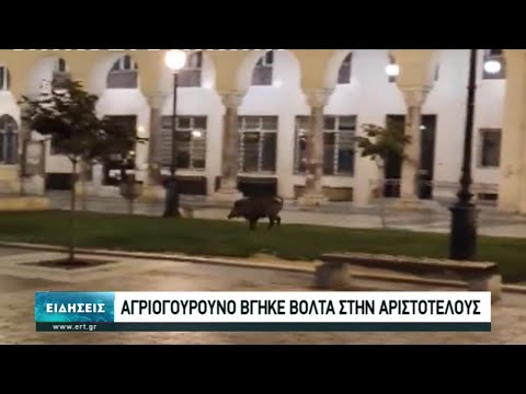 Αγριογούρουνα βολτάρουν ανενόχλητα στο κέντρο της Θεσσαλονίκης | 07/05/2021 | ΕΡΤ