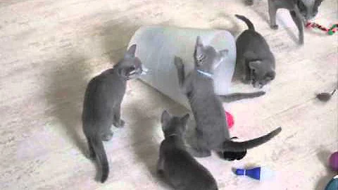 Video 1287301: russian blue cattery, russian blue kitten