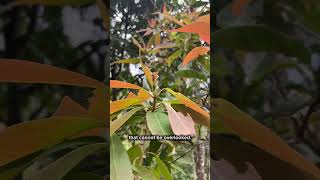 Treepedia Puspa | Trees4Trees