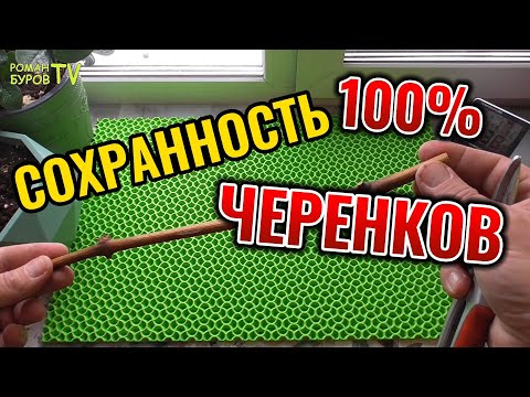 Видео: КАК СОХРАНИТЬ ЧЕРЕНКИ ВИНОГРАДА ДО ВЕСНЫ БЕЗ ПОГРЕБА В ДОМАШНИХ УСЛОВИЯХ