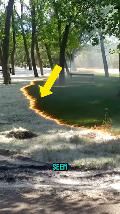 Why Dandelion Fluff Burns Fast and Vanishes Quickly.