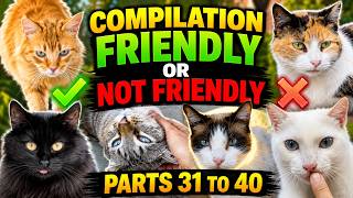 Friendly or Not Friendly? Cat Compilation | Parts 31–40