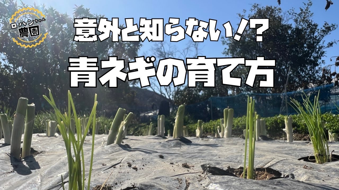 畑の空いたところにはコレを植える！！簡単【青ねぎ】無限栽培？！【農家の家庭菜園】【ねぎの育て方】【ねぎ】