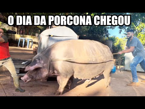 DIA DE TOMBAR A MAIOR PORCA DO SÍTIO