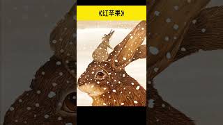 《红苹果》儿童晚安故事|有声绘本故事|幼儿睡前故事Chinese Audio Picture Book