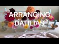 Garden Dahlias -how to arrange them