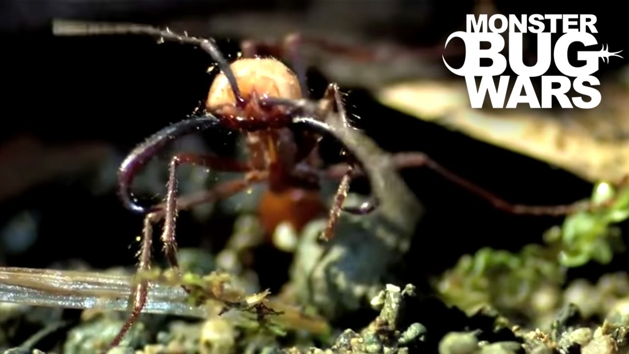 Epic Ant Battles #1 | MONSTER BUG WARS biteable