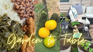 daily Garden Vlog: Garden clean up: harvest