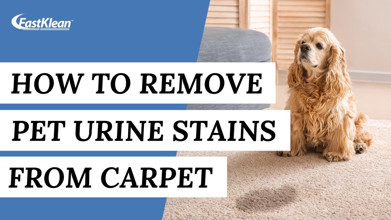 How To Remove Pet Urine Stains From The