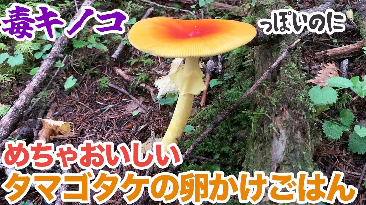 毒キノコっぽいのにめちゃ美味しい!タマゴタケの卵かけご飯 - YouTube