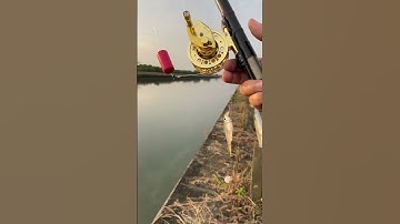 Câu cá Sơn, #fishing  #diy #kinhdoanh