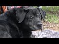 Two Strays Episode 11 : End Of The Road