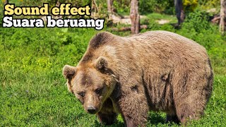 Bear sound effect ~ Efek suara beruang [No Copy Right]
