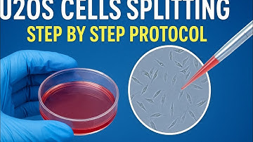 “How to Split U2OS Cells in Culture Plate | Step-by-Step Cell Passaging Protocol”