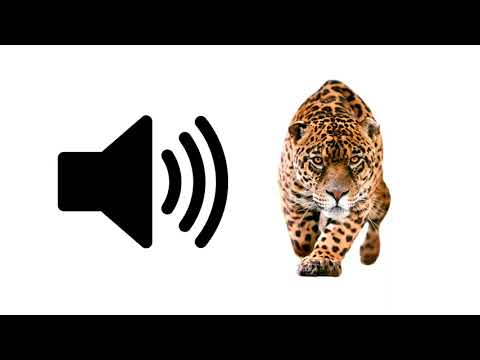 Jaguar - Sound Effect | ProSounds