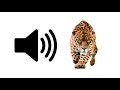 Jaguar  sound effect  prosounds